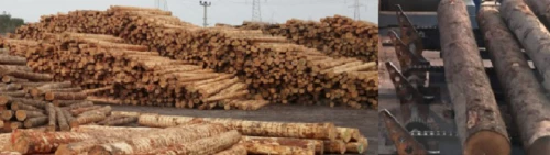 Choosing the Right Lumber Conveyor Chain
